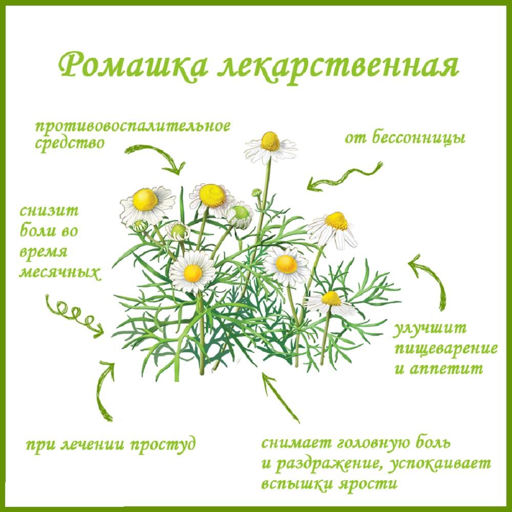 Польза ромашки