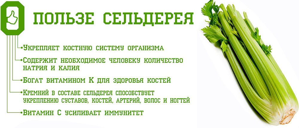 Сельдерей и польза