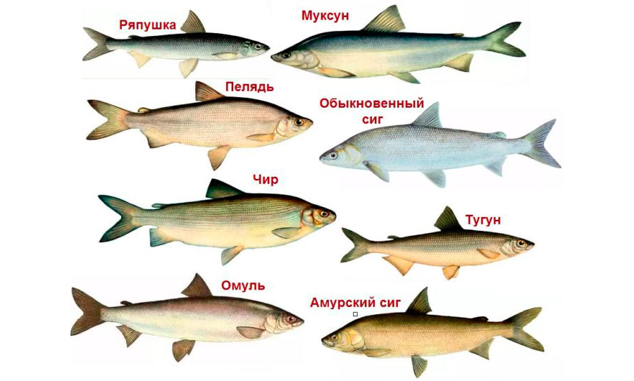 Семейство сиговых