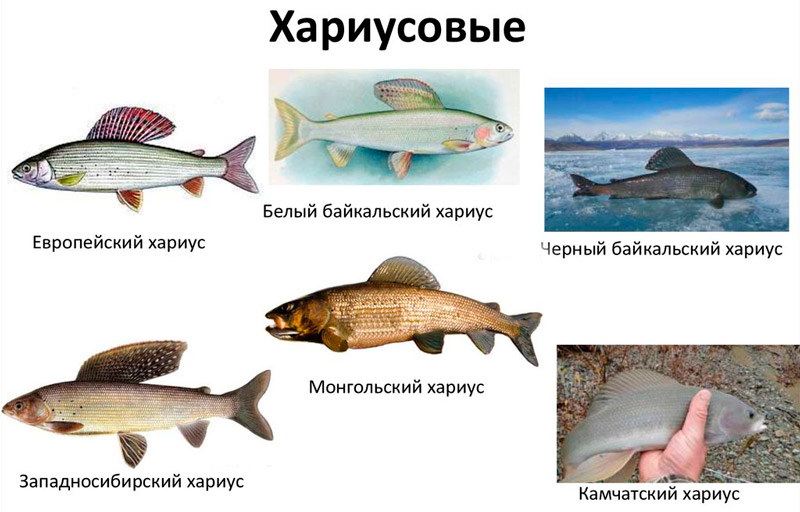 Разновидности хариуса