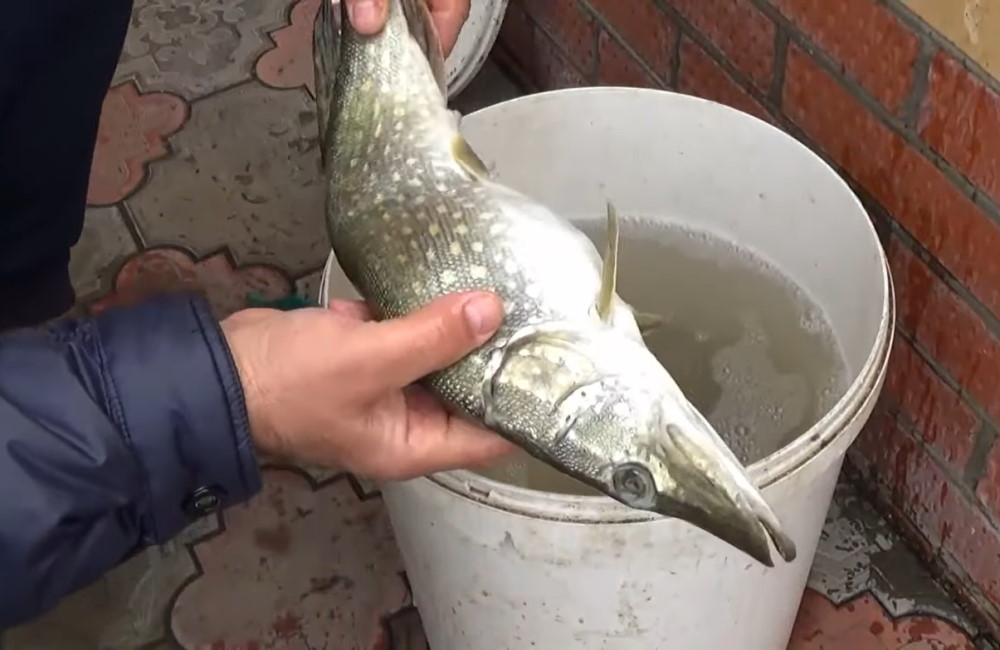 Щуку вымачивают в воде
