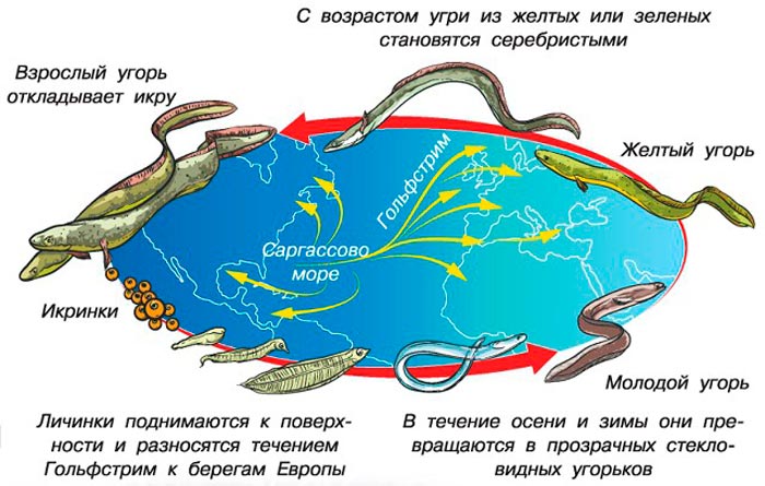 Жизненный цикл угря