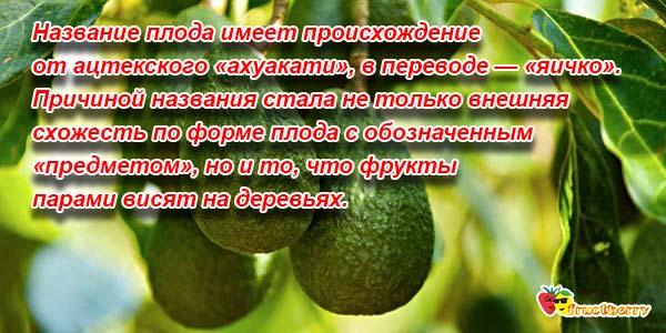 Фрукт авокадо