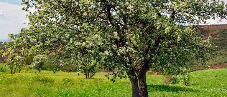 Груша крона