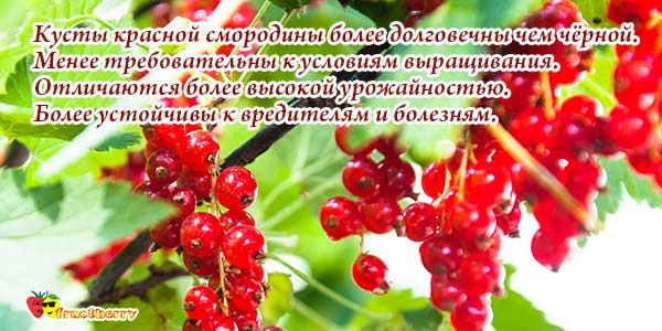 Выращивание смородины красной