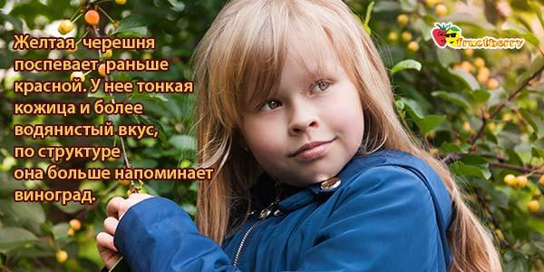 Желтая-черешня