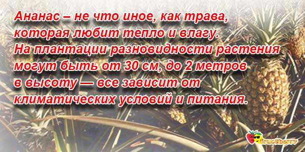 ананас