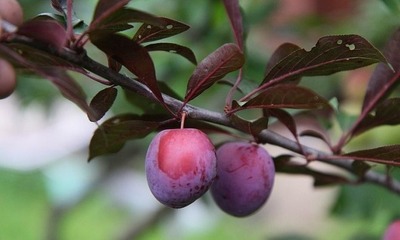 фото 11178_9