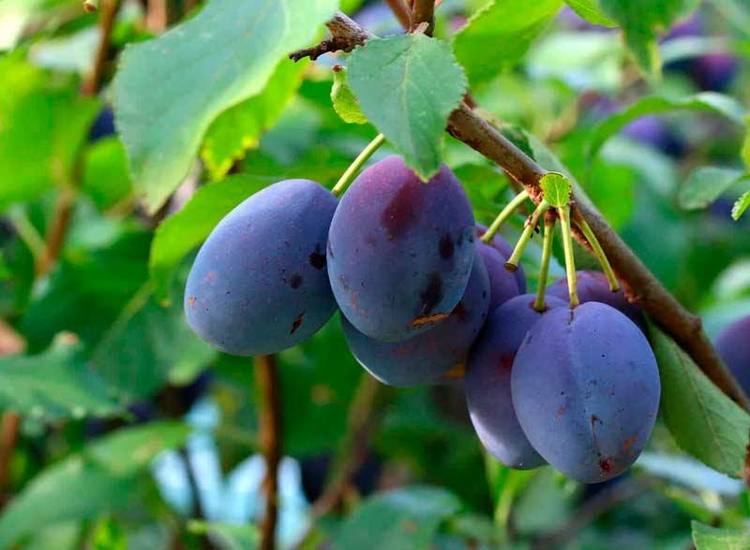 Синяя птица и другие сорта фиолетовых оттенков: описание, вкусовые качества, полезные свойства