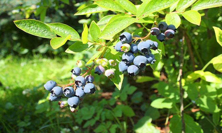 фото 14075_6