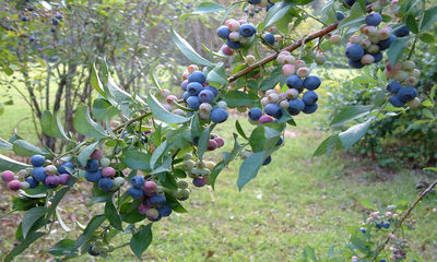  foto-14600_7