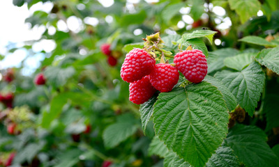 фото 15073_4