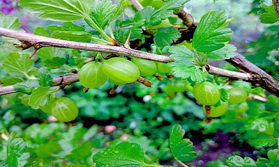 фото 18460_2