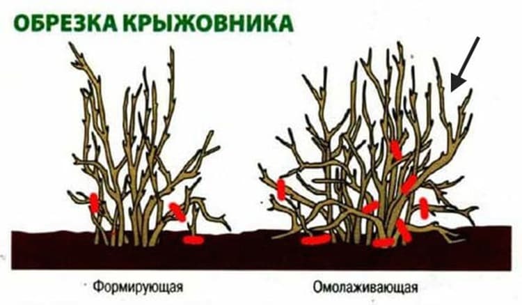 Пошаговые инструкции по обрезке крыжовника осенью, летом и весной