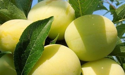 foto10242-2 (1)