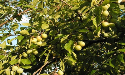 foto10242-2 (6)