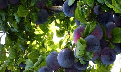 foto10542-2 (7)