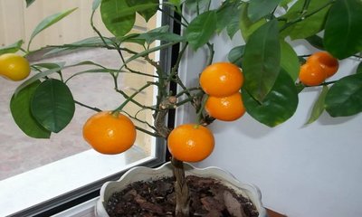foto8503-1 (8)