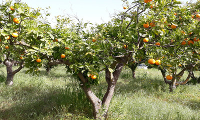 foto8522-2 (1)