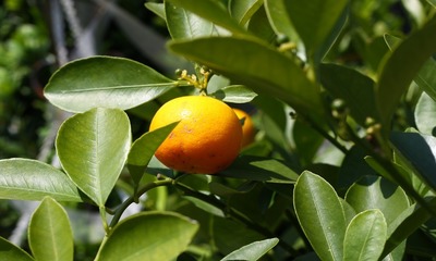 foto8602-1 (4)
