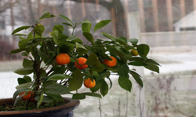  foto8641-1-1