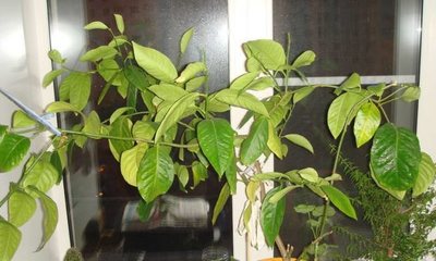 foto8641-1 (2)
