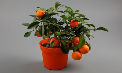foto8737-2 (1)