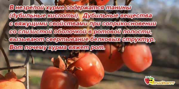 фрукт хурма