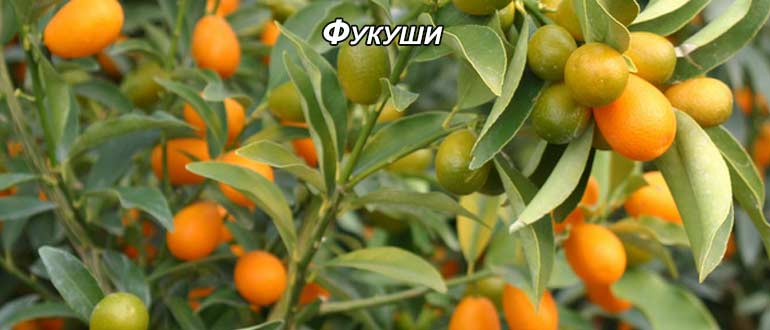 фукуши