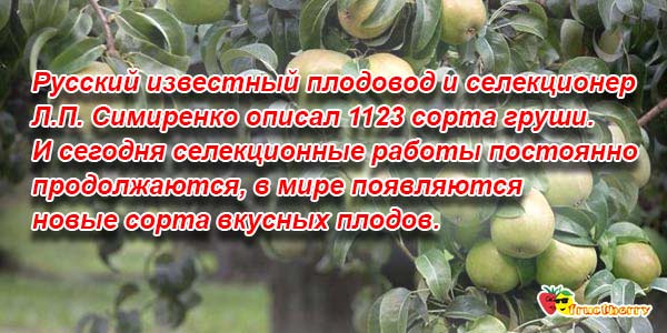 груши