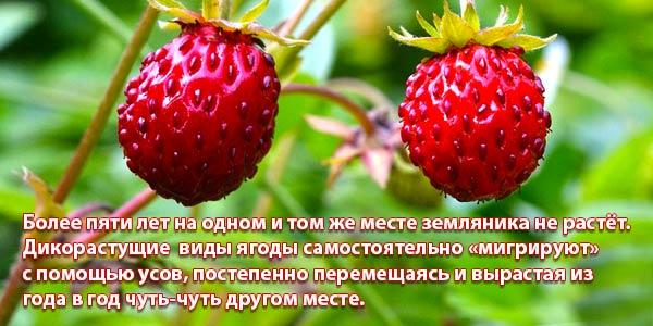 лесная ягода