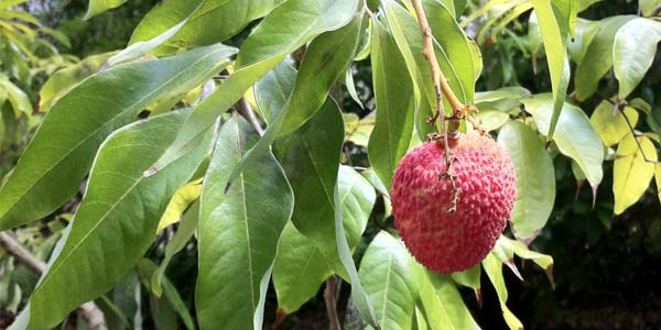 litchi-free