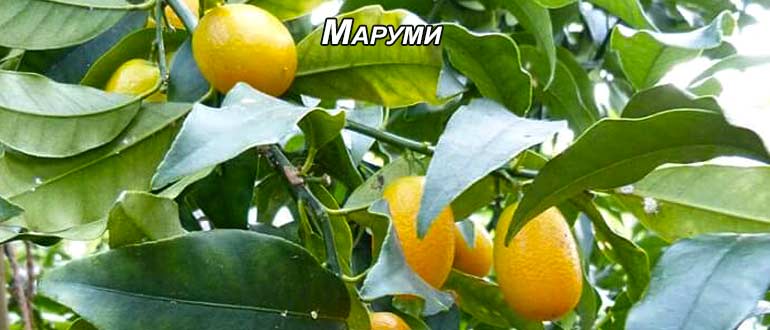 маруми