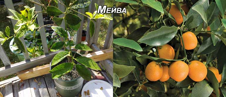 мейва кумкват