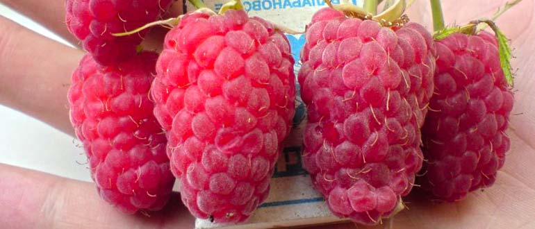 патриция