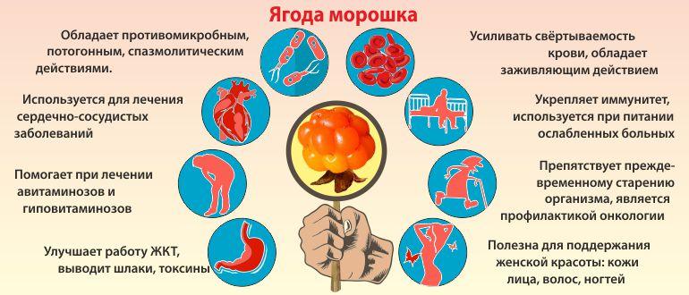 Полезные свойства морошки.