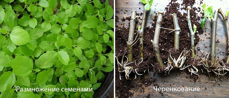 Посадка инжира