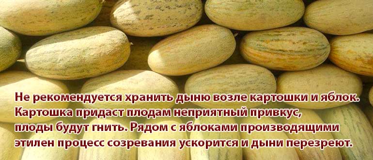 сбор урожая торпеды