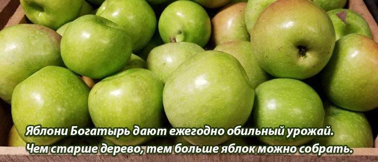 Сбор урожая