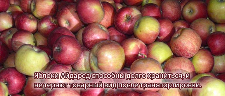 Яблоки айдаред 