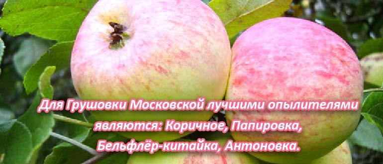 яблоко грушовка опылители
