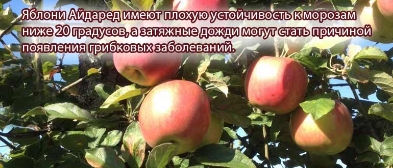 Яблоня айдаред